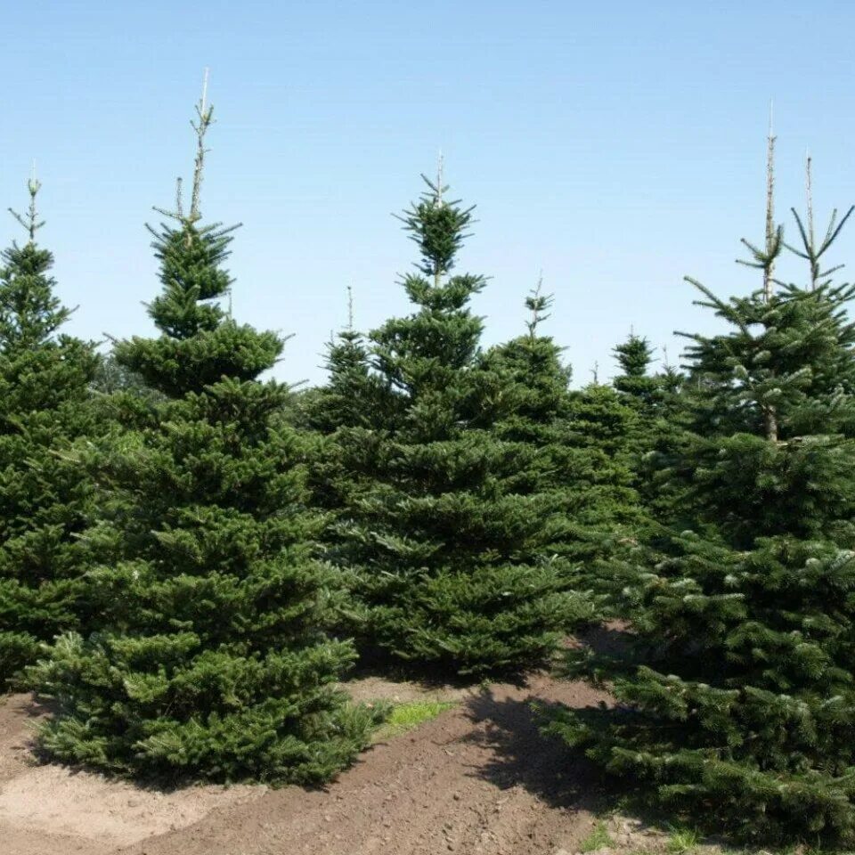 Ель сибирская picea obovata. Ель финская picea fennica. Пихта сибирская габитус. Пихта блауэр пфиф. Пихта сибирская хвоя.