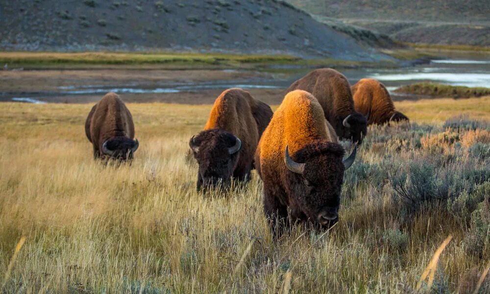 Бизоны фото и описание. Американский Степной Бизон. Бизоны в Северной Америке. Лесной Бизон Северной Америки. Степные бизоны США.