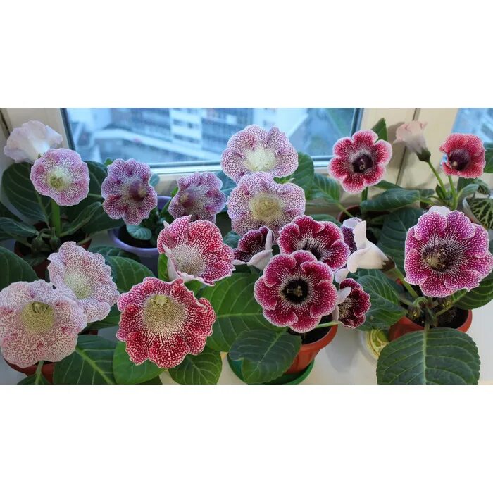 Синнингия глоксиния махровая. Глоксиния королевская. Глоксиния mirijoran. Глоксиния цветок. Глоксиния тайгер.