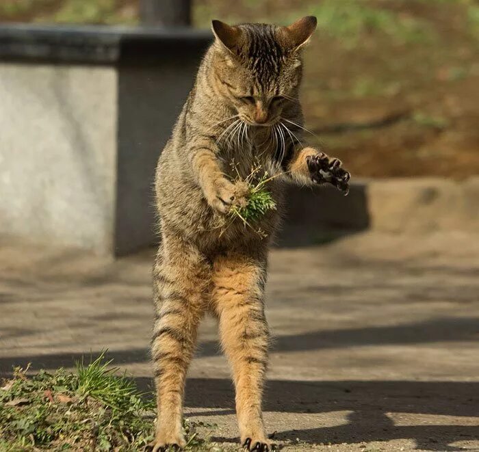 Смешной кот. Веселые кошки. Уличная кошка. Классные коты. Кошечки приколы