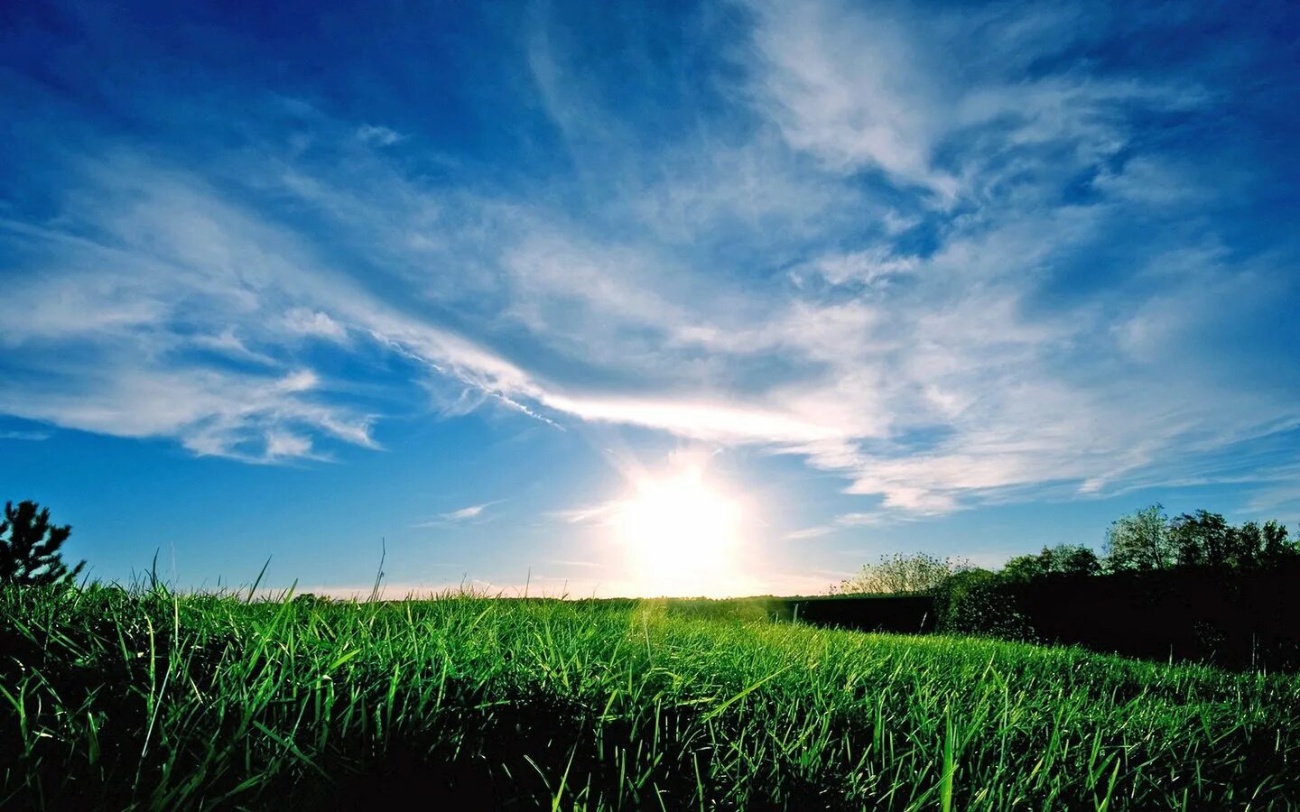Солнце еще облаков не задело трава. Природа. Небо солнце Горизонт. Природа небо. Трава и небо.