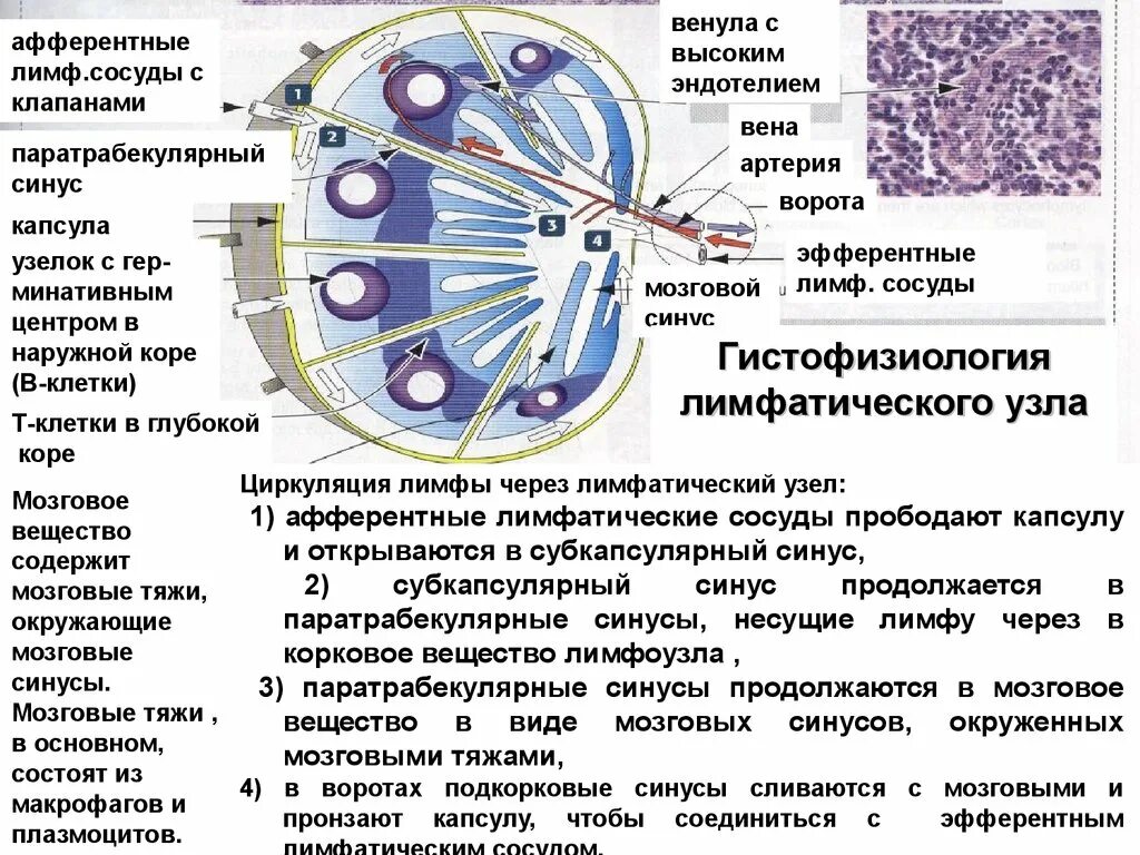 Лимфатические сосуды клапаны. Синусы лимфоузла гистология. Строение органов иммунной системы гистология. Строение лимфатического узла гистология. Мозговое вещество лимфатического узла.