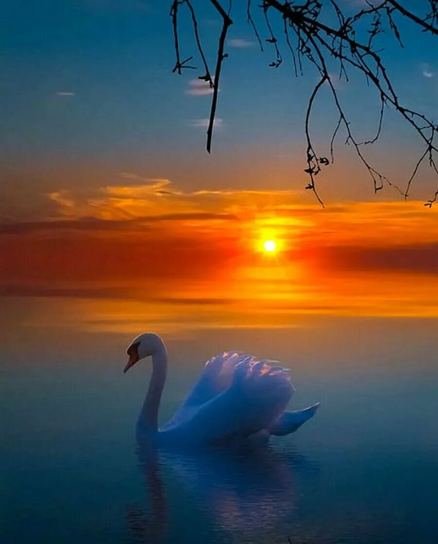 Спокойной ночи птицы. Красивые пейзажи с лебедями. Лебеди на закате. Красивый закат и птички. Лебеди на закате солнца.