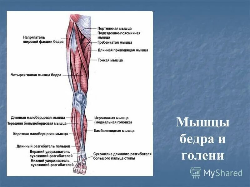 Сколько мышц нижней конечности. Мышцы пояса нижней конечности анатомия. мышцы нижних конечностей человека анатомия. основные мышцы нижних конечностей. мышцы нижней конечности.