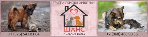 Е1 поможем чем сможем животные