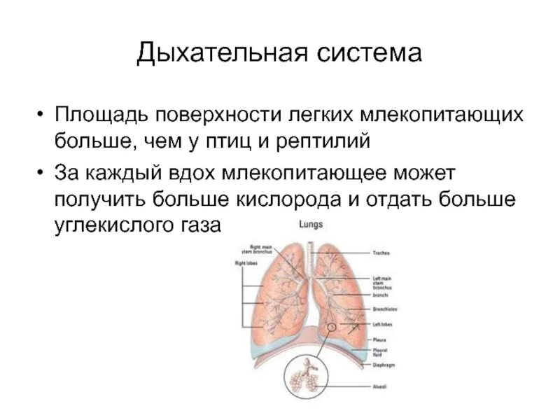 Дыхательная площадь легких. Дыхательная система система млекопитающих. Органы дыхания млекопитающих. Строение легких млекопитающих. Функции дыхательной системы млекопитающих.