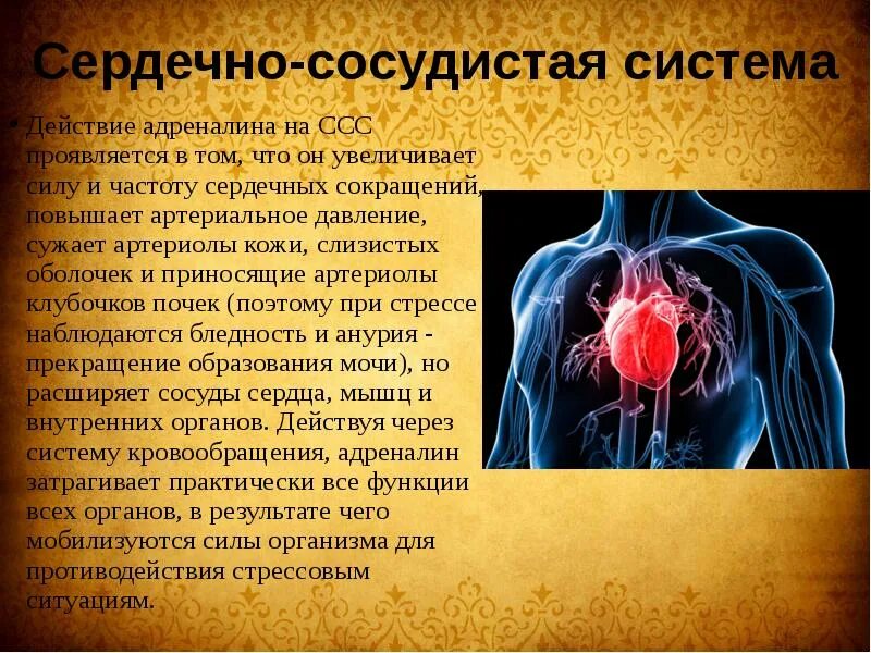 Сердечно сосудистую систему кроме. Сердечно сосудистая система презентация. презентация на тему сердечно сосудистая система. презентация на тему сердечно сосудистая система человека. действие адреналина на сердечно сосудистую систему.