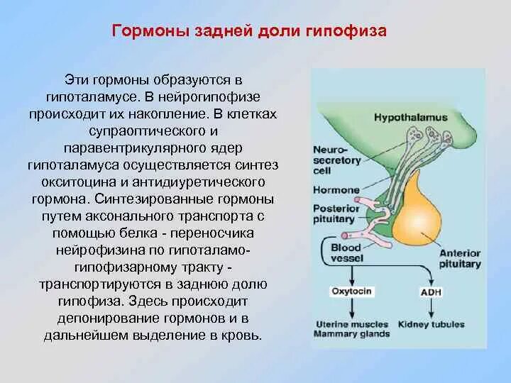 Гипоталамо-гипофизарная система вырабатывает гормоны. 1.1. Гипоталамо-гипофизарная система. Гормоны задней доли гипоталамуса. Гормоны задней доли гипофиза.