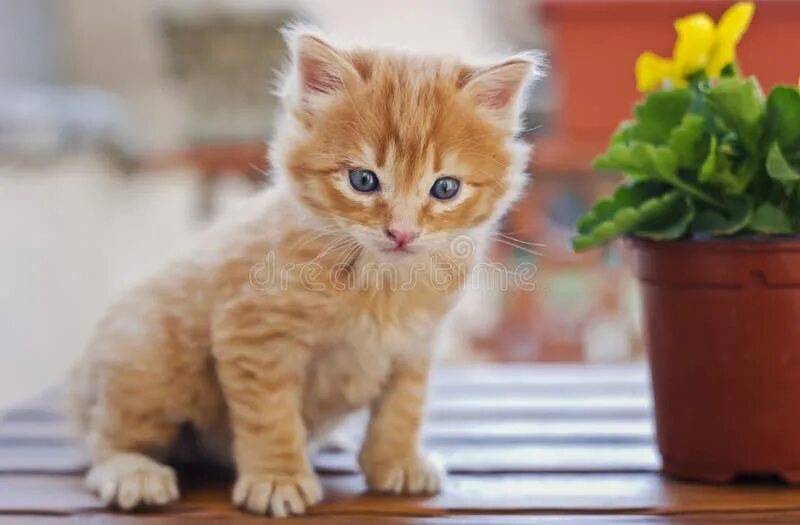 Породы рыжих кошек: особенности, названия пород, фото SUPERPET