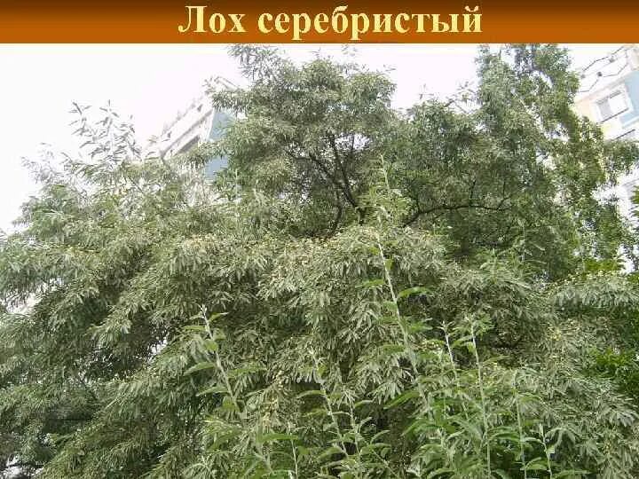 Лох шин. Картинка лох. Надпись на табличке я лох. Надпись лох. Надпись ты лох.