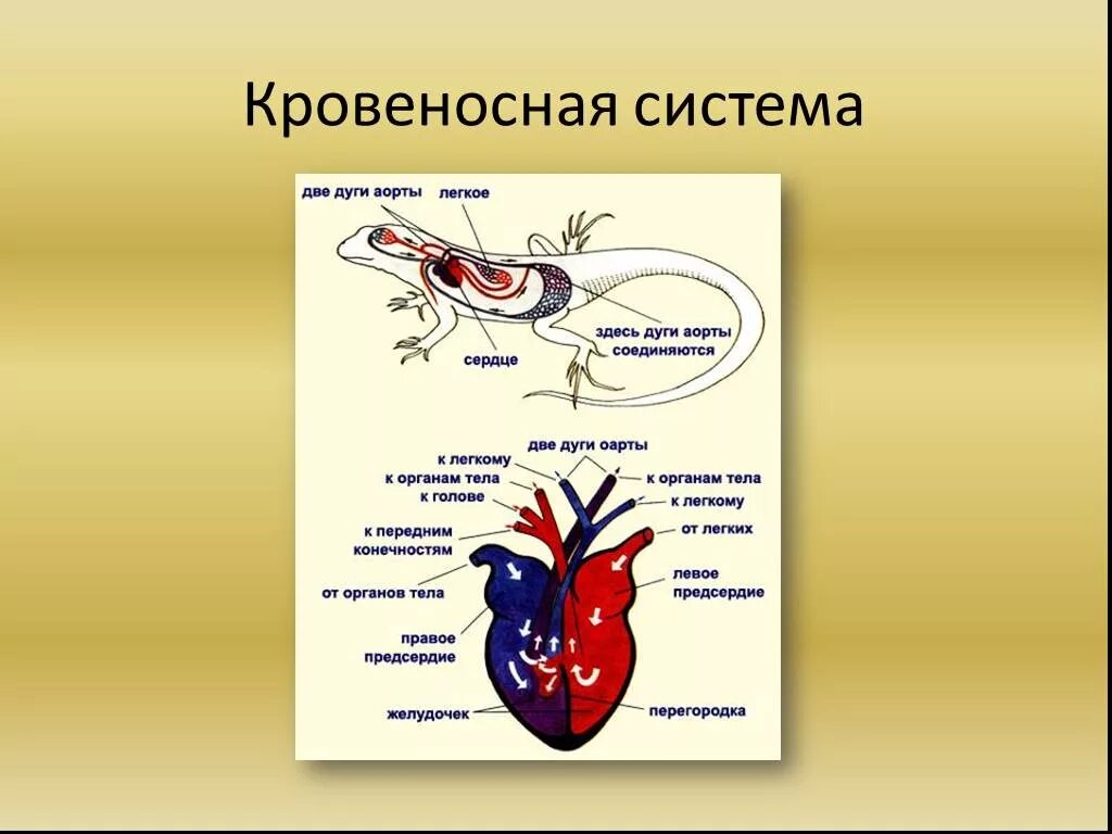 Большой круг кровообращения рептилий. Пресмыкающиеся кровеносная система 7 класс биология. Кровеносная система рептилий 7 класс биология. Эволюция кровеносной системы у пресмыкающихся. Кровеносная система пресмыкающихся схема биология 7 класс.