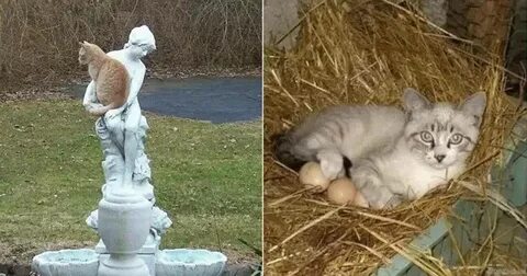 Кошка неожиданно