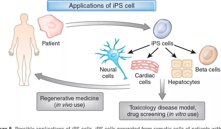 Application cells. Ips клетки. pluripotent stem cells. induced pluripotent stem cells. pluripotent cell.