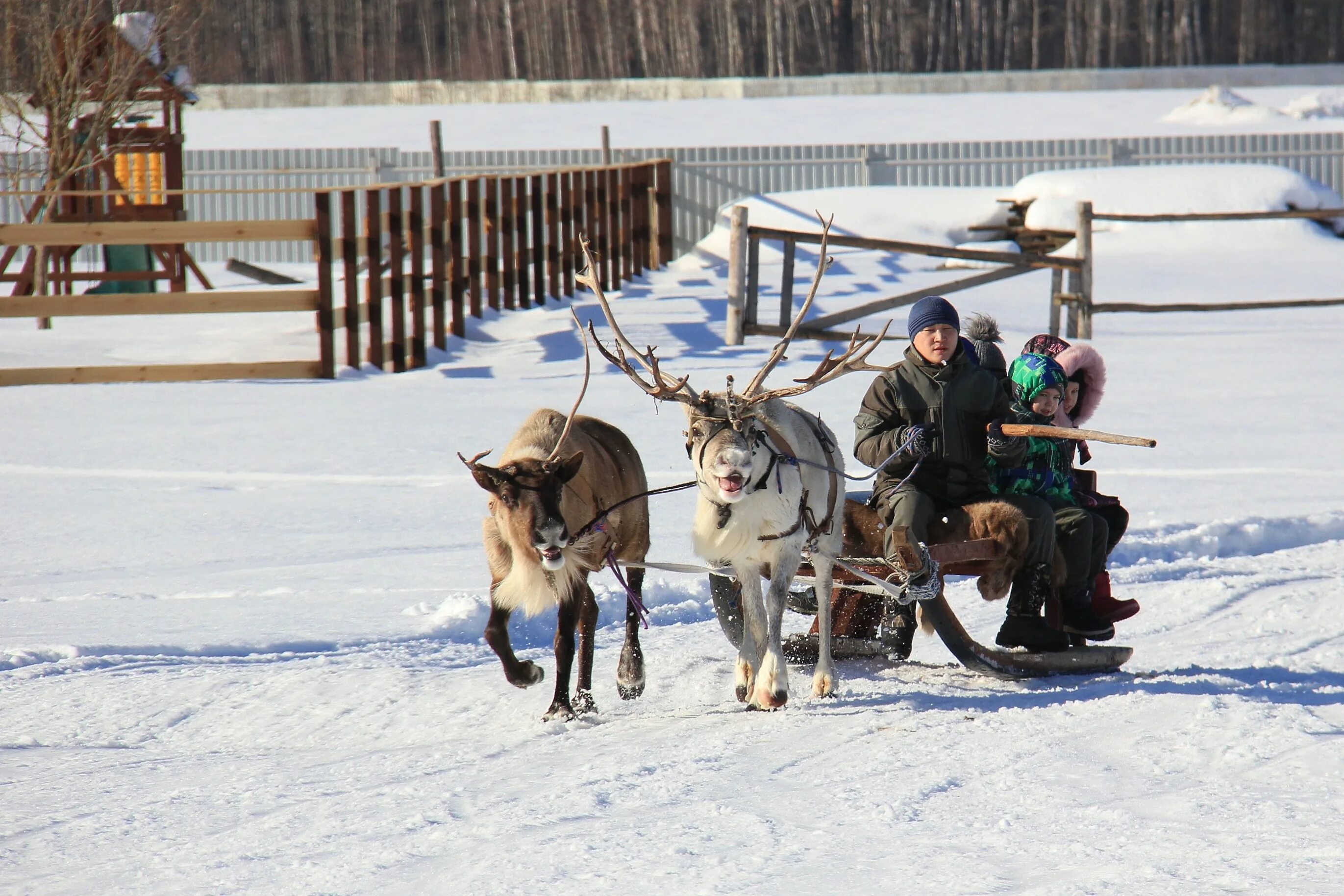 Северный олень ферма анциферово. Ферма Северный олень в Орехово-Зуево. Ферма Северный олень Анциферово. Оленья ферма в Анциферово. Ферма оленей в Анциферово.