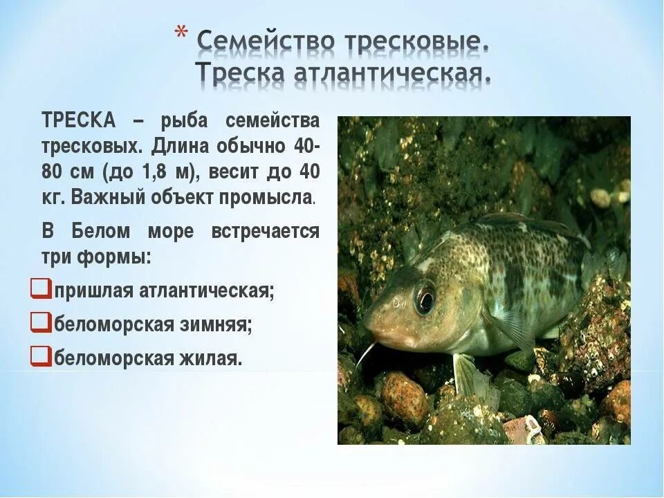 Семейство карповых. Семейство рыб 9 букв сканворд. Семейство рыб 9 букв сканворд. Семейство рыб 9 букв сканворд. Семейства карповых список.