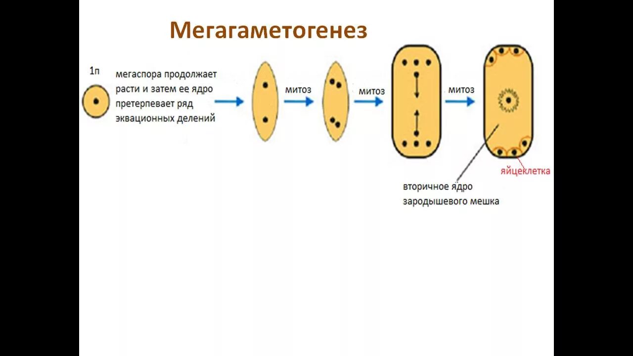 Макроспора это. Гаметогенез у покрытосеменных растений. Спорогенез покрытосеменных. Спорогенез и гаметогенез у покрытосеменных растений. Гаметогенез у цветковых растений.