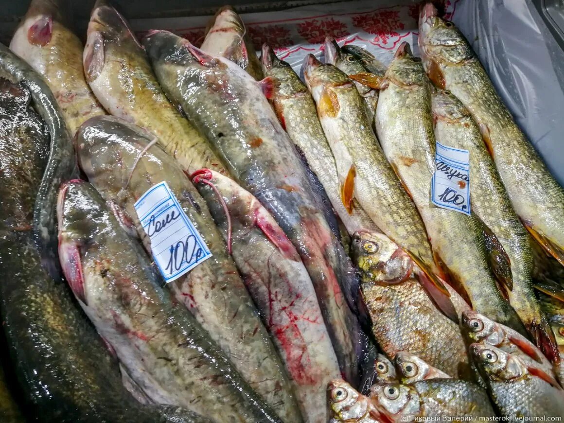 Купили на рынке рыбу. Сом Астрахань рыбный рынок. Судак рыба 1 кг. Рыба на Рыбном рынке. Рыба на рынке.