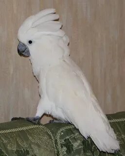 Какаду могилев