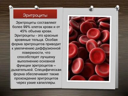 Эритроциты какие тельца