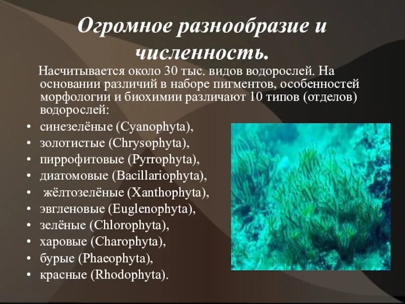 Численность водорослей. Синезеленые водоросли разнообразие. Число видов водорослей. Разнообразие сине-зеленых водорослей.