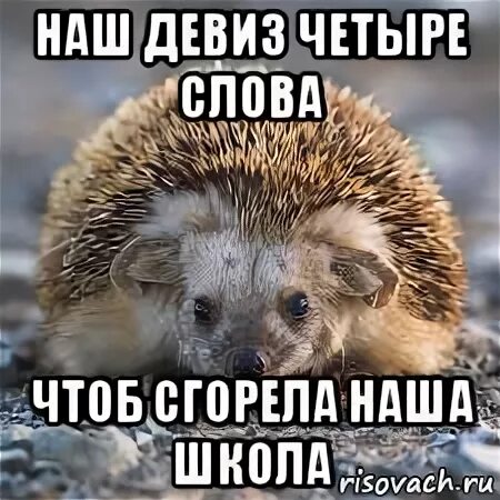 Наш девиз 4 слова чтоб. Наш девиз четыре слова чтоб сгорела наша школа. девиз для отряда ежи. наш девиз 4 слова чтоб сгорела. наш девиз 4.