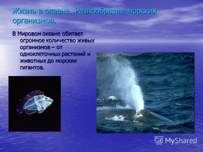 Где обитают осьминоги на карте. Карта обитания осьминогов. Вода среда обитания. Большинство организмов мирового океана обитает. Соотношение биомассы растений и животных.
