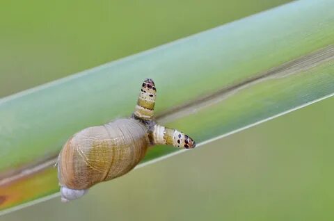 Bestand:Leucochloridium 5571M.JPG.