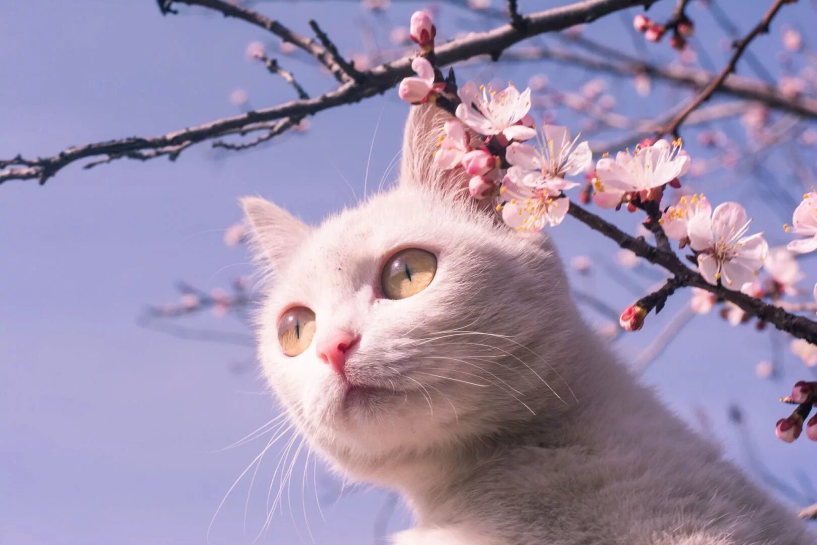 Фотографии весны. Весенние чудеса природы. Еськов подснежники. Весенний пейзаж. Вес.