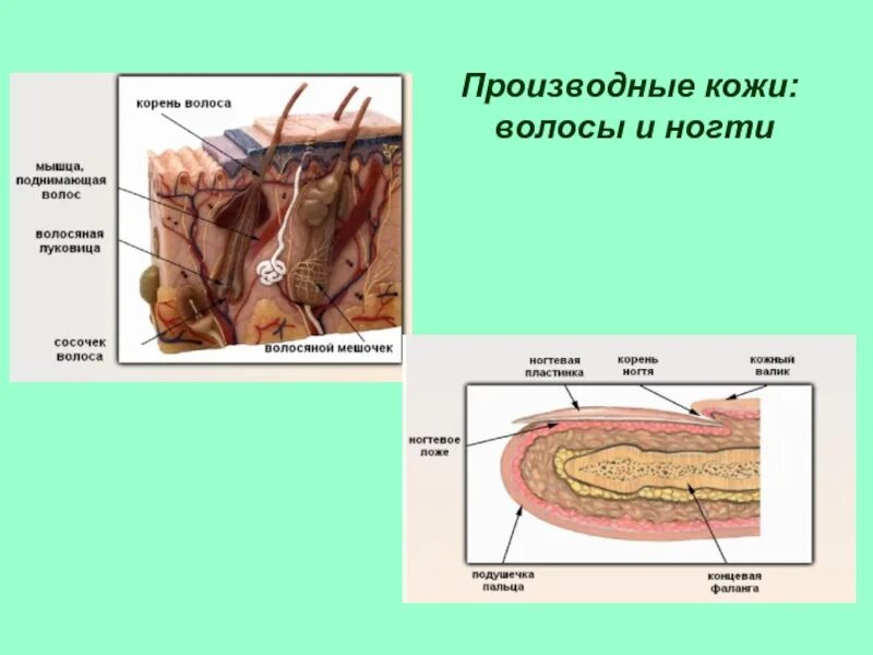 Кожа и ее строение тест. Производные кожи. Строение кожи. Производные кожи волосы и ногти. Производные кожи ногти.