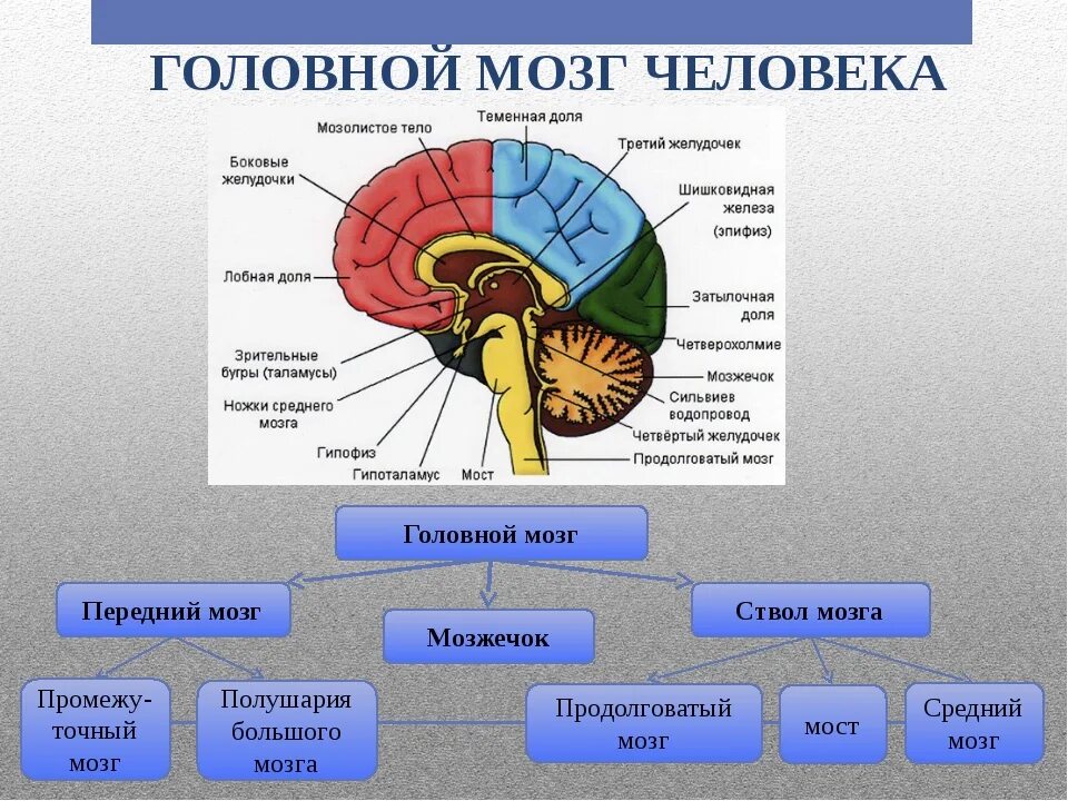Схема основных отделов головного мозга. Строение головного мозга строение головного мозга. Отделы головного мозга биология 8 класс. Рис 80 отделы головного мозга