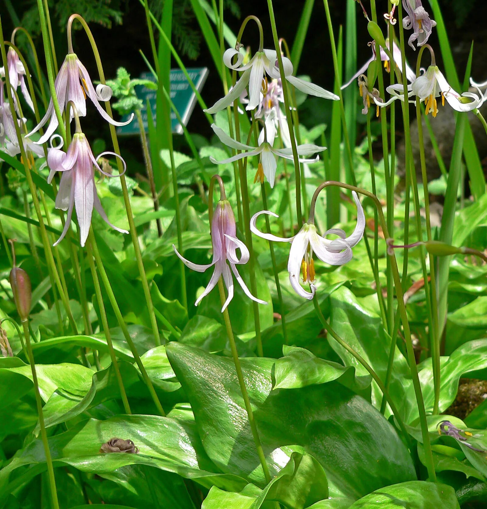 Кандык (Erythronium). Эритрониум Кандык. Erythronium Revolutum. Кандык японский. Эритрониум