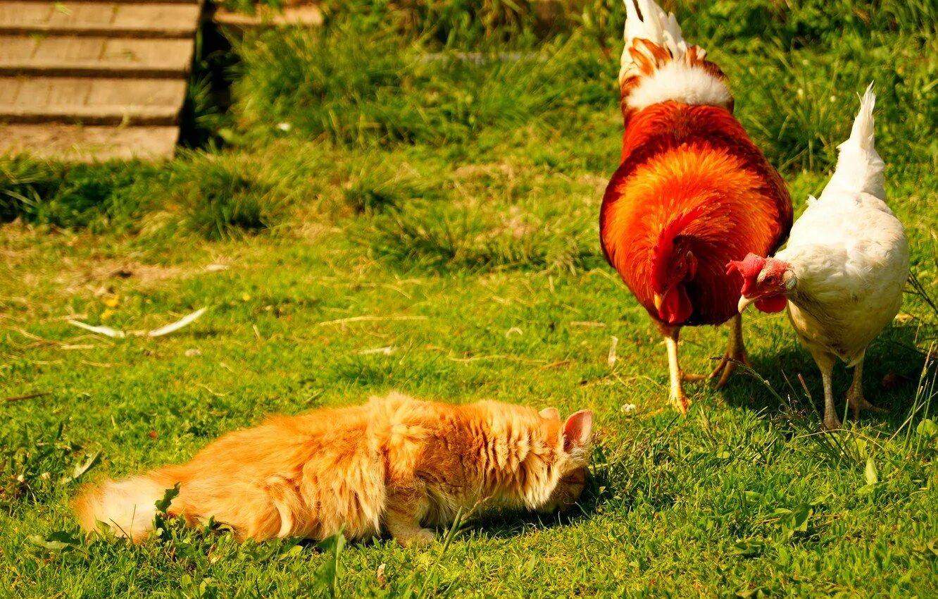 Кура кошка. Курица и петух. Курица и кошка. Курицы в деревне. Кошка и петух.