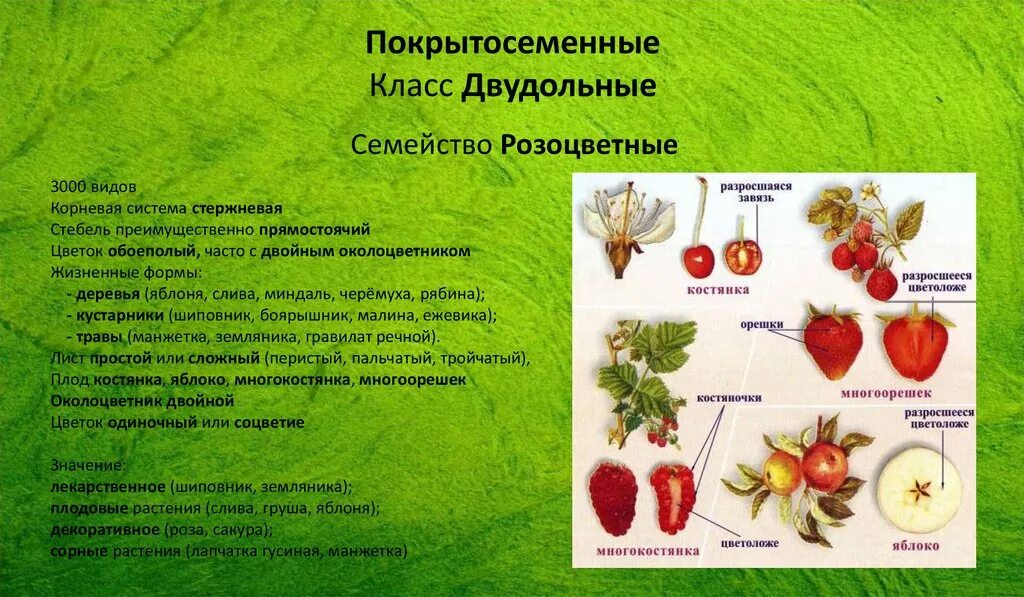 Покрытосеменные имеют плоды. Покрытосеменные Розоцветные. Двудольные Розоцветные. Покрытосеменные класс двудольные семейство Розоцветные. Класс двудольные семейство Розоцветные.