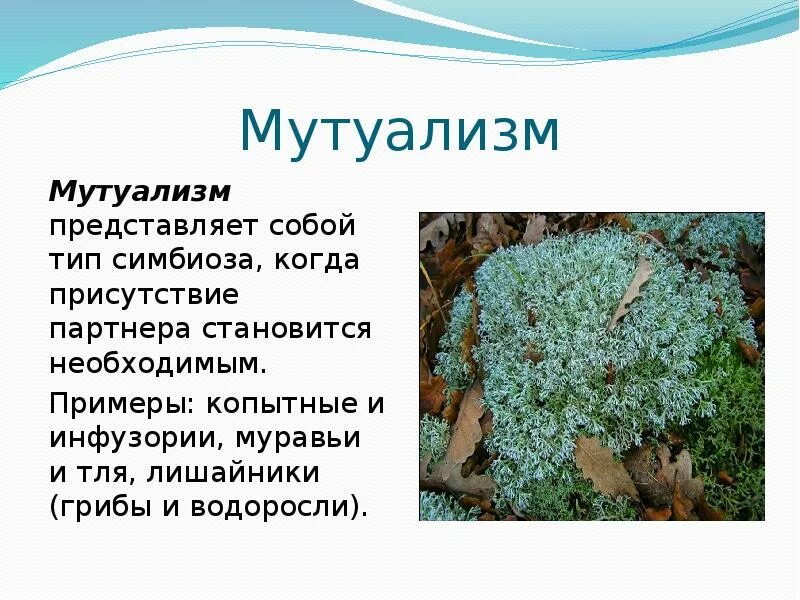 Примерами мутуализма являются
