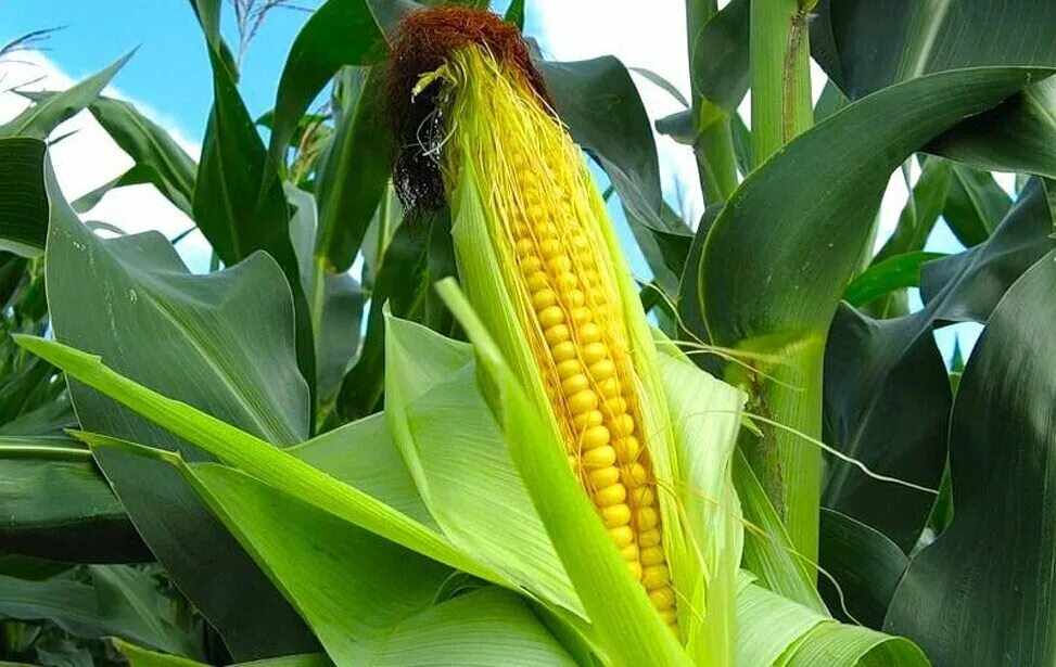 Фото кукурузы. Кукуруза ФАО 280. Кукуруза злаковое растение. Империал кукуруза. Кукуруза Аурика.