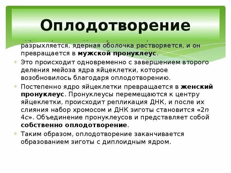 Растворение оболочки ядра происходит в. Слияние мужского и женского пронуклеусов. Растворяется ядерная оболочка в. Стадия двух пронуклеусов особенности. Мужской пронуклеус-это.