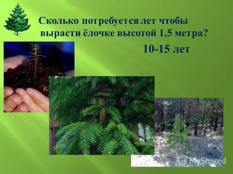 сколько метров вырастает елка. сколько метров вырастает елка. сколько лет растет ель. ель высота дерева. высота елки в лесу.