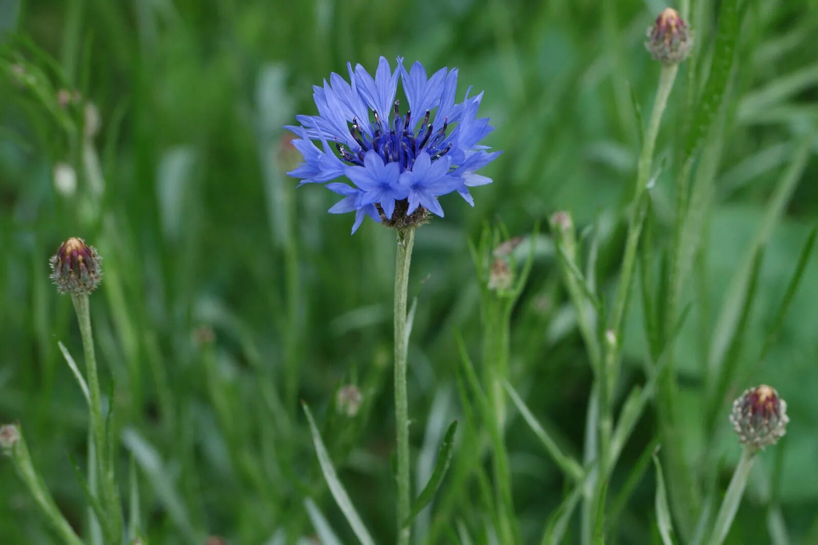 Василек теребовльский. Василек полевой Centaurea cyanus. Василёк Донской (Centaurea tanaitica Klok.). Василек (Centaurea cyanus) 10шт. Василек медонос.