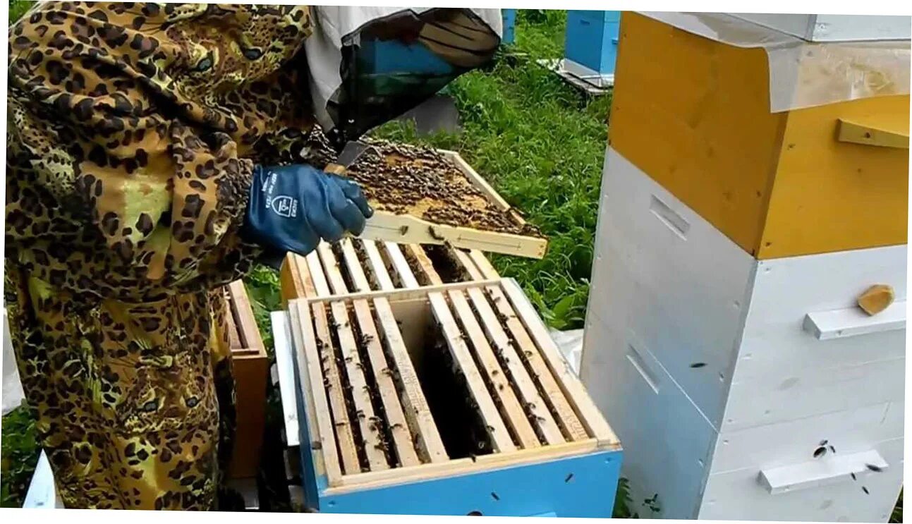 Видео пчеловодство новинки. Улей на пасеке. Пчеловодство для новичка. Пчелы в улье. Рамочное Пчеловодство.