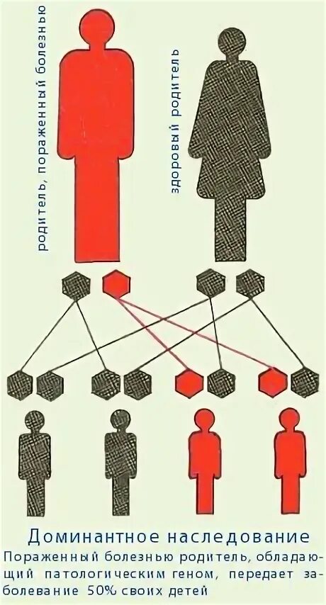 Доминантное и рецессивное наследование. Доминантный Тип наследования. Доминантное наследование у человека. Доминантные и рецессивные заболевания. Ген доминанта