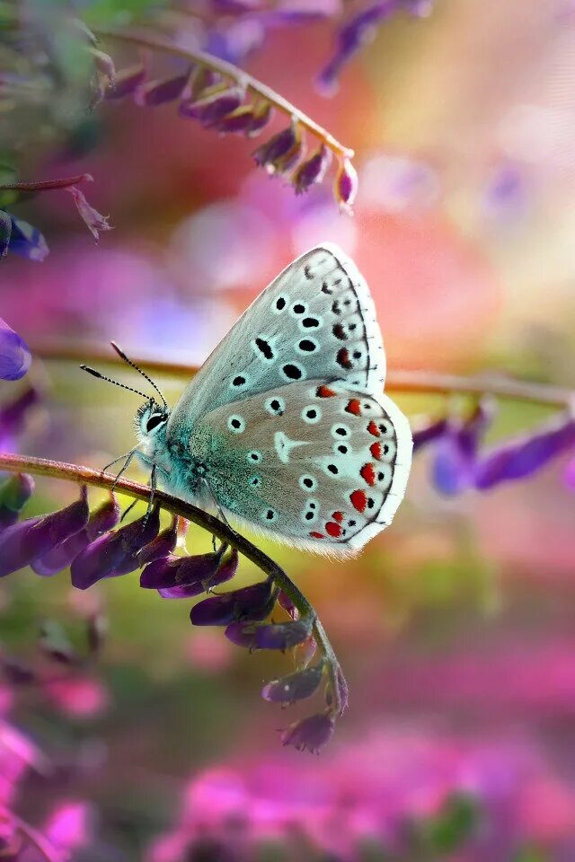 Утро бабочки. Красивые бабочки. Редкие бабочки. Тройдес бабочка. Красивые тропические бабочки.