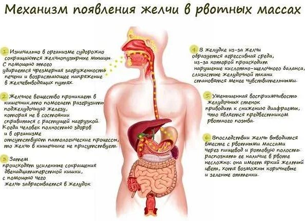 Почему рвота водой