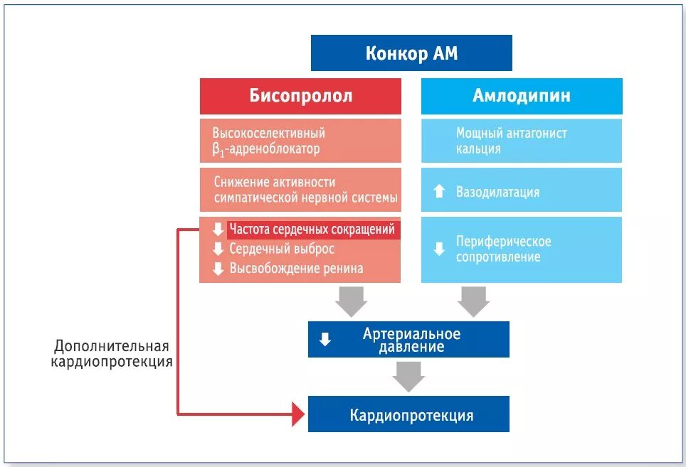 Механизм действия амлодипина. Бисопролол механизм действия. Механизм действия бисопросол. Фармакологический эффект амлодипина. Механизм действия бисопролола.