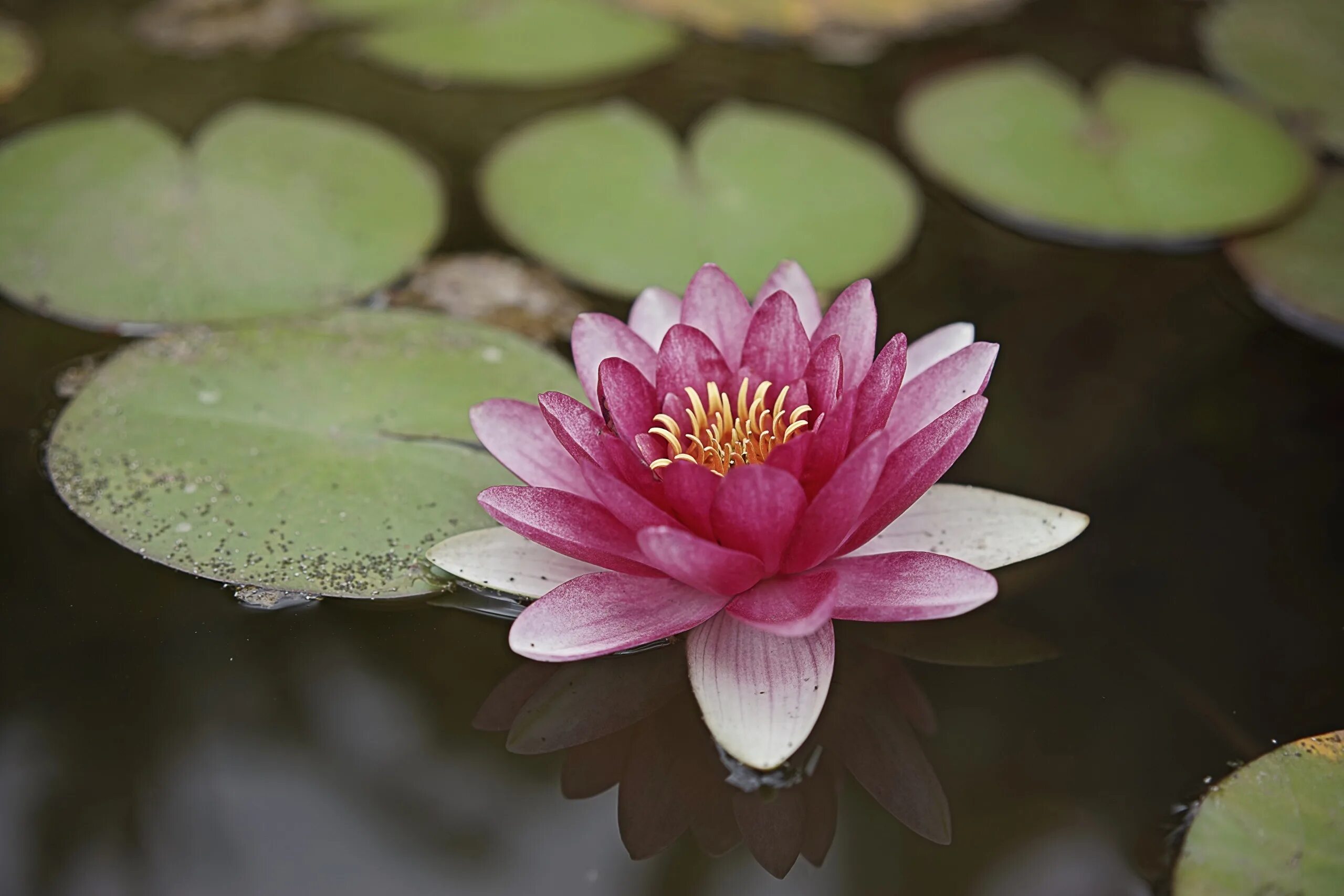 Водяная Лилия/Nymphaea. Лилия нимфея. Нимфея Marliacea carnea. Лилия кувшинка. Растения на воде названия