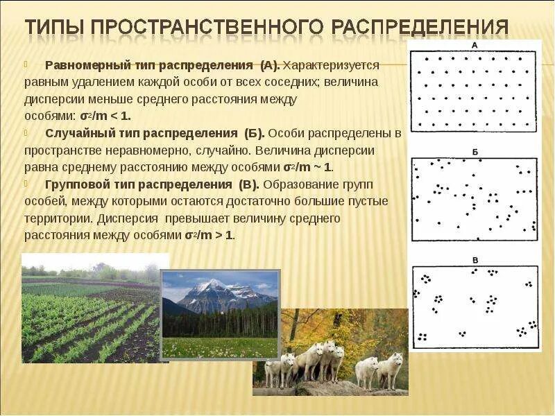 Распределение особей популяции. Типа пространственного распределения особей: случайное,. равномерный тип распределения. типы распределения особей в пространстве. типы пространственного распределения.