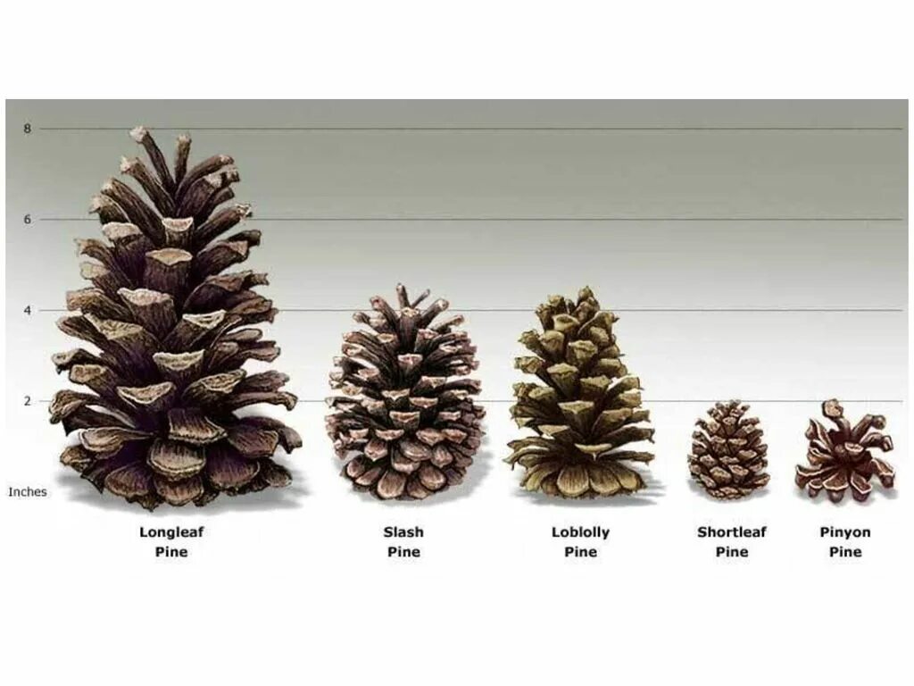 Шишка ели и шишка сосны. Как называется шишка сосны. Как называется шишка сосны. Шишки хвойных с названиями. Форма чешуек шишки сосны обыкновенной.