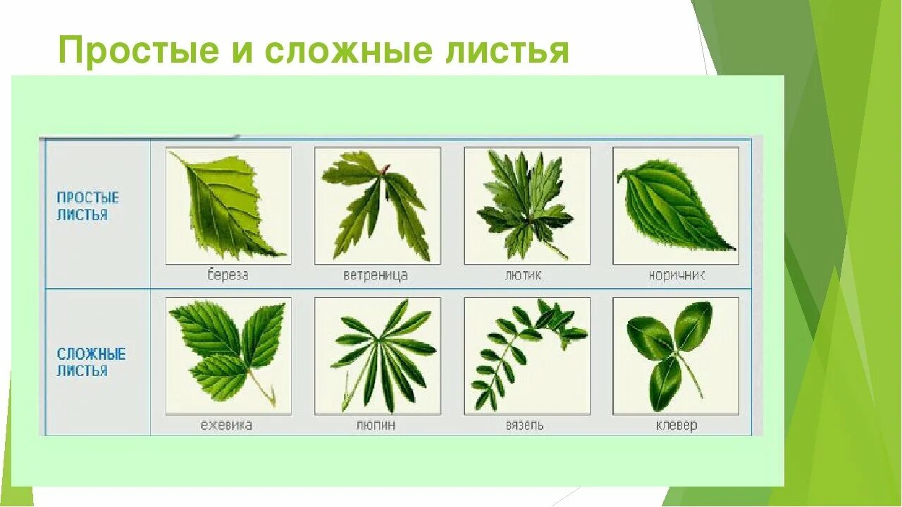 Формы листьев комнатных растений. Простые и сложные листья. лист простой и сложный рисунок. строение простого и сложного листа. типы сложных листьев.