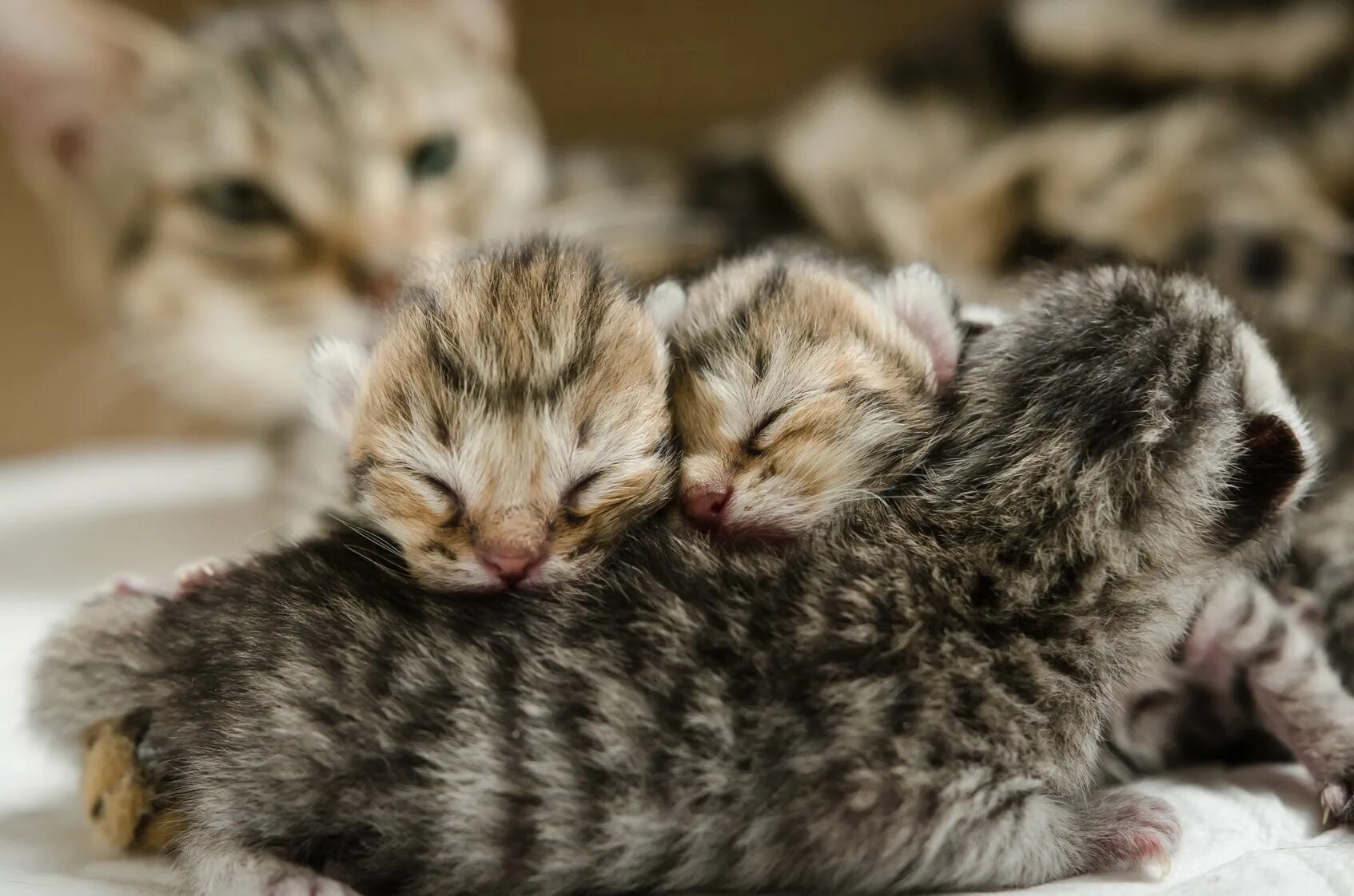 К чему снятся котята маленькие красивые. Новорожденные котята. Маленькие котята, которых усыновили. Новорождённые котята у трёхцветной кошки. Каты.