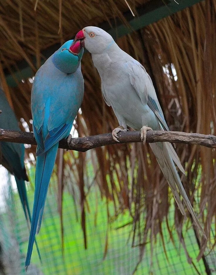 Ожереловый фото. Ожереловый попугай. Ожерловыйпопугай голубой. Ожереловый попугай голубой. Александрийский ожереловый попугай.
