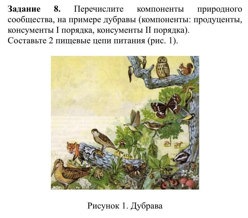 Какие из перечисленных организмов относятся к консументам. Природные сообщества задания. Компоненты природного сообщества. Пищевая цепь Дубравы. Продуценты Дубравы.